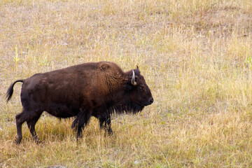 Bison Grazing in Colorado Grassland