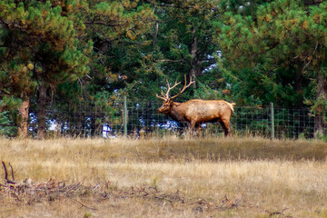 Elk in a Forest Clearing, Colorado