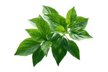 Obraz premium Fresh green basil leaves on a black background isolated herb, Png, Isolated on Transparent Background, Cut Out