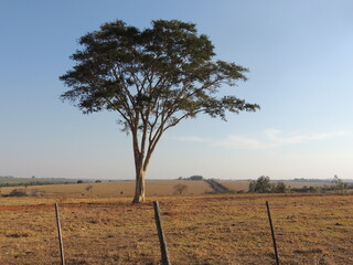 Tree in the field - Sunset - Araçatuba - Brazil