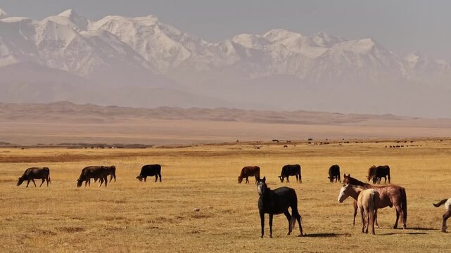 Kyrgystan (Sary Tash) | Drone 4K