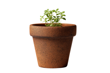 Small green seedling growing in a terracotta pot against a black background plant sprout, Png, Isolated on Transparent Background, Cut Out