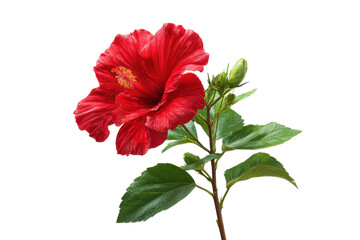 Vibrant red hibiscus flower with green leaves and bud on black background bloom blossom, Png, Isolated on Transparent Background, Cut Out