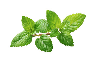 Fresh green mint leaves on a dark black background isolated herb, Png, Isolated on Transparent Background, Cut Out