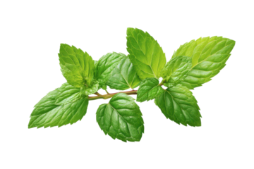 Fresh green mint leaves on a dark black background isolated herb, Png, Isolated on Transparent Background, Cut Out