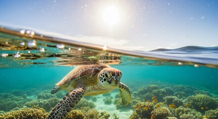 Sea Turtle Swimming in Tropical Ocean, Half Underwater, Sunlight, Coral Reef