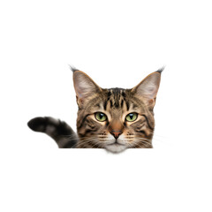 Obraz premium Transparent background Cute cat expression carrying transparent paper looking at camera for unique and interesting commercial advertising