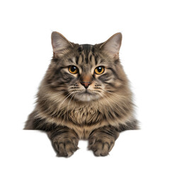 Obraz premium Transparent background Cute cat expression carrying transparent paper looking at camera for unique and interesting commercial advertising