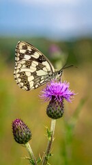Obraz premium A butterfly with striking wing patterns rests on a vibrant purple thistle flower, in a sunlit field with a blurred background