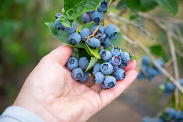Caucasian female hand picking ripe Duke variety blueberries from a bush in a U-pick farm field, summer harvest of tasty healthy and nutritious berries, Carnation, Washington
