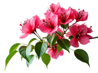 bouquet of pink flowers