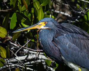 Close-up of a Tri-colored Heron