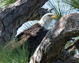 Bald Eagles Building a Nest in a Pine Tree