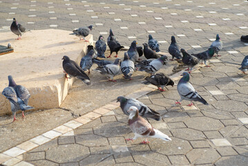Obraz premium Pigeons in a group in the sun in a pedestrian area in the center of Timisoara in Romania