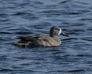 Blue winged teal swimming in Florida