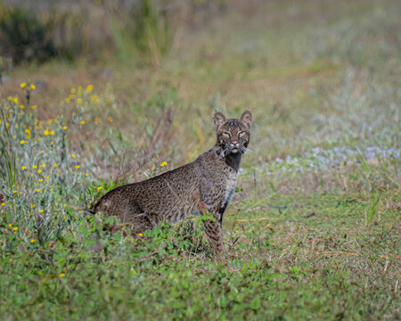 Portrait of a Bobcat in Florida