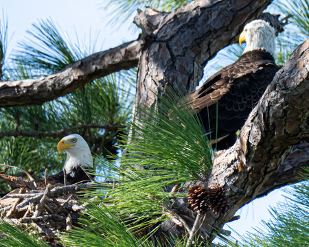 Bald Eagles Building a Nest in a Pine Tree - Powered by Adobe