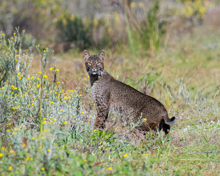 Portrait of a Bobcat in Florida