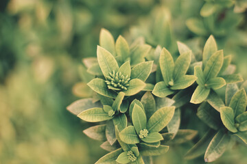 Fototapeta premium Green Leaves Macro with Soft Background