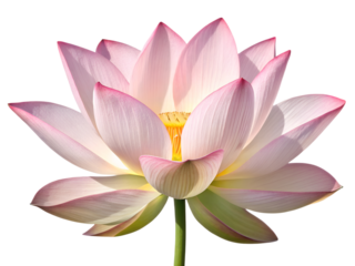 Beautiful pink lotus flower isolated on transparent background in full bloom