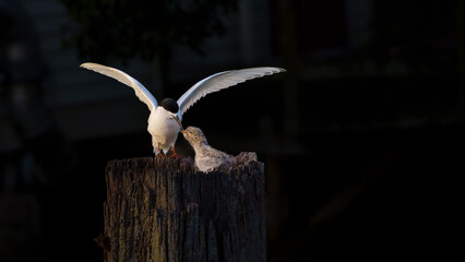 White-fronted tern or sterna striata landing on old wharf pole with fish to feed chick in nest-site
