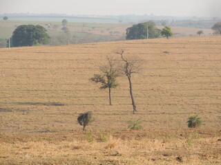 Cattle farm in Brazil - Drought - Araçatuba