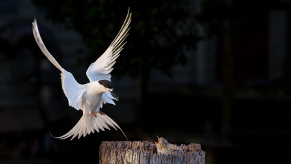 White-fronted tern or sterna striata landing on old wharf pole with fish to feed chick in nest-site