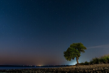Solitary Tree Under Night Sky in Lawton, OK