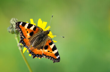 Small tortoiseshell butterfly (Aglais urticae) feeding on yellow flowers in the fall. Natural green background with copy space. 