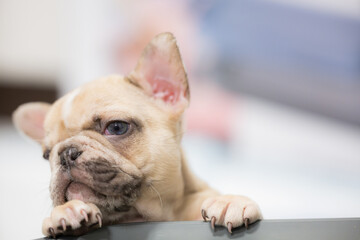 フレンチブルドッグのミックスの赤ちゃん