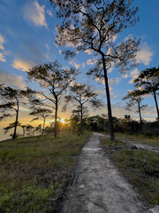 Pine forest in sunset and spruce trees.  golden light beams cutting through branches.