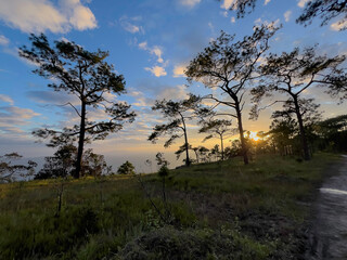 Pine forest in sunset and spruce trees.  golden light beams cutting through branches.