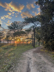 Pine forest in sunset and spruce trees.  golden light beams cutting through branches.