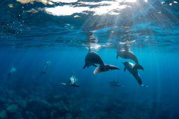 Wild dolphins swimming in the clear waters