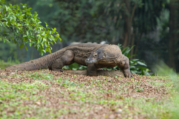 Fototapeta premium a Komodo dragon was crawling in the thicket while looking around
