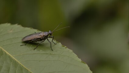 A close-up shot of a metallic green beetle resting on a vibrant green leaf.