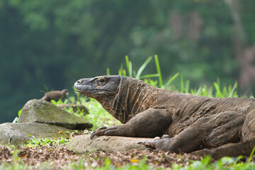a Komodo dragon was crawling in the thicket while looking around