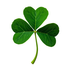 four leaf clover isolated
