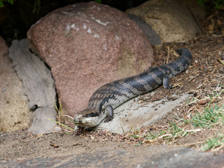 Eastern blue-tongued lizard (Tiliqua scincoides scincoides), or eastern blue-tongued skink enjoying the sunshine on a suburban garden path