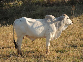 Cattle farm in Brazil - Araçatuba - São Paulo
