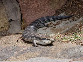 Eastern blue-tongued lizard (Tiliqua scincoides scincoides), or eastern blue-tongued skink enjoying the sunshine on a suburban garden path