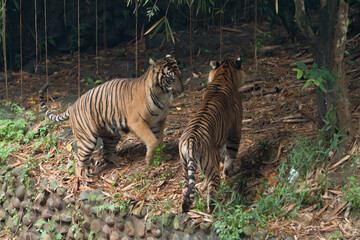 Sumatran tigers are seen hanging out in the bushes during the day