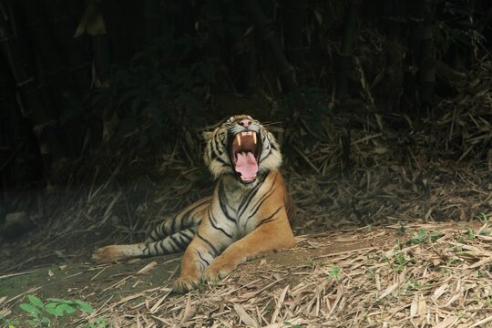 A Sumatran tiger is seen lying in the bushes during the day while yawning.
