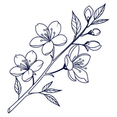 Elegant cherry blossom branch illustration isolated on, showcasing delicate petals, intricate details, and a touch of natures beauty in a minimalist design