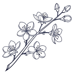 Graceful cherry blossom branch isolated on the intricate details of the flowers and buds are captured in this delicate line drawing, perfect for adding a touch of nature