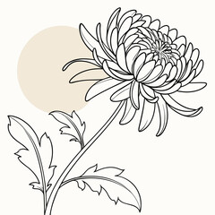 Elegant line art of a chrysanthemum flower with a soft background, showcasing botanical beauty and artistic design, isolated on