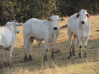 Cattle in a farm - Brazil - Araçatuba
