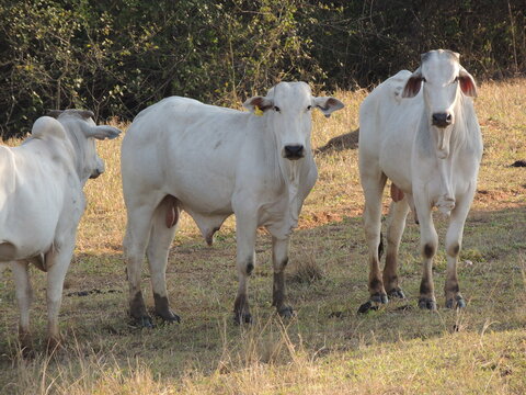 Cattle in a farm - Brazil - Ara&ccedil;atuba