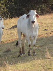 Cattle farm in Brazil - Araçatuba