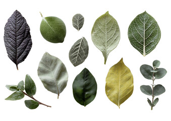 Assorted Garden Leaves PNG &ndash; Detailed Botanical Arrangement on White Background